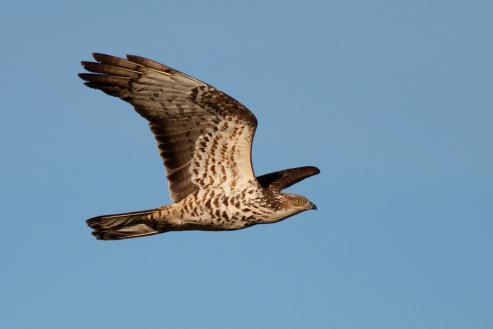 Todos las primaveras, durante los primeros días de mayo, el grueso de la población de halcones abejeros de Europa occidental cruza el estrecho de Gibraltar