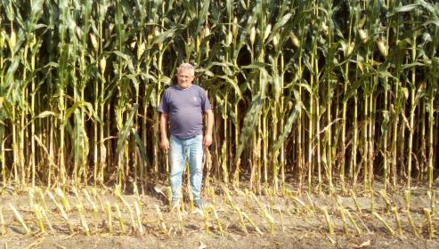 Una iniciativa encabezada por el empresario agrícola de Xinzo José Antonio Gamallo -en unión a 40 agricultores de toda la comarca- ha supuesto la puesta en marcha el cultivo de maíz en grano en una zona dominada hasta ahora por el binomio patata-cereal.