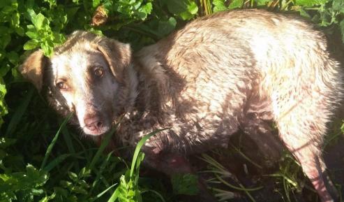 El autor confeso del disparo a una perra en Chantada (Lugo) --que murió el martes debido a las graves heridas que presentaba -- aseguró a agentes de la Guardia Civil que lo hizo porque el animal era "un peligro" para coches.