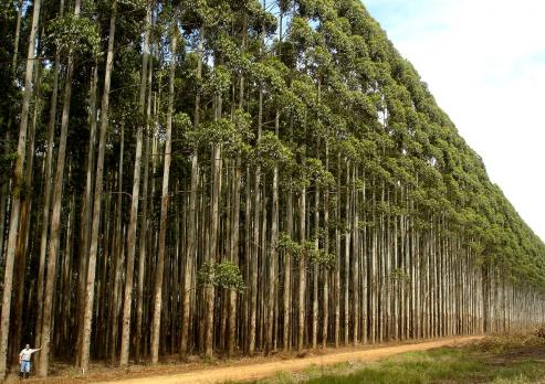 Tala de madera de eucalipto para construir bateas en Vilagarcía