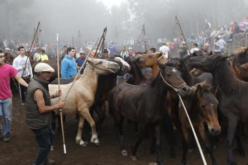 El tercer curro de la temporada sanea a medio millar de caballos salvajes de A Groba ante el doble de espectadores.
