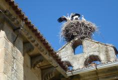 La provincia recibe estos meses a entre 200 y 250 cigüeñas que regresar de África para reproducirse. Gran parte de los nidos son artificiales, colocados por Sociedade Galega de Historia Natural.