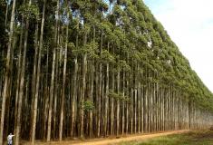 Tala de madera de eucalipto para construir bateas en Vilagarcía