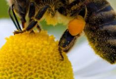 El colectivo Abellas Nais reclama un centro oficial que conserve la genética de la abeja autóctona. 