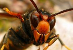 La avispa asiática utiliza autenticas "tacticas de aviación militar", para destruir a las abejas, idefensas antge su agresividad.