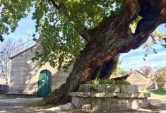 Con más de 500 años de historia y situado en la parroquia pontevedresa de Mourente, el carballo de Santa Margarida vuelve a quedarse a las puertas de ser el árbol del año en España. 