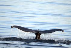 En las últimas horas se ha observado un rorcual común e incluso un ejemplar de tiburón peregrino aprovechándose de la ricas aguas gallegas.