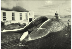 Troceando ballenas en Cangas