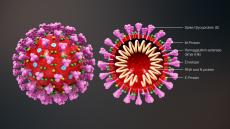 Se ha probado en 108 adultos y ofrece resultados prometedores, aunque habrá que evaluar si otorga una protección eficaz frente al coronavirus.