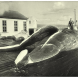 Troceando ballenas en Cangas