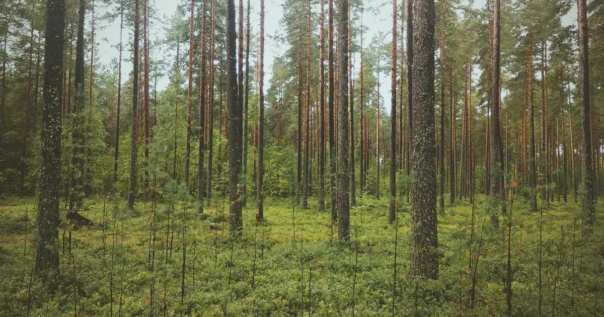 Primeira Emenda Posmoderna