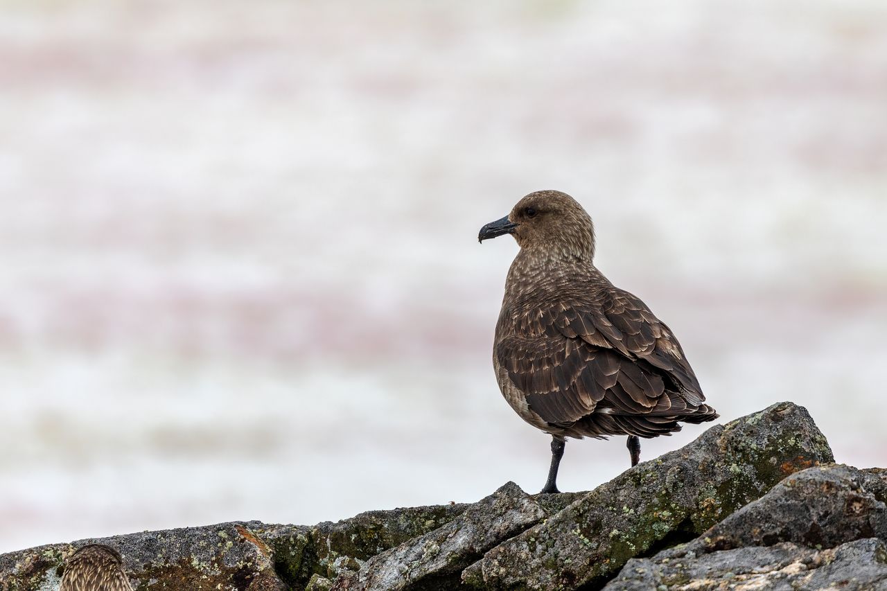 Actualidad: Confirmada la Presencia de Gripe Aviar en Aves Silvestres, con Más de 250 Grullas Muertas en la Laguna de Gallocanta