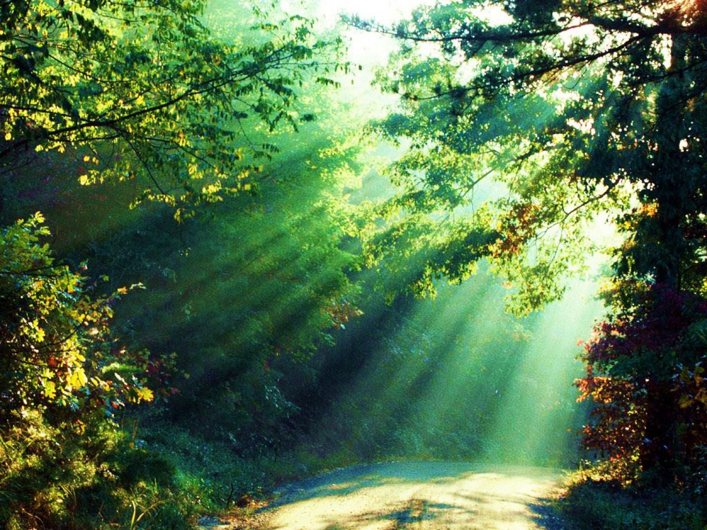 Última hora: un Bosque Iluminado Abre la Navidad Más Brillante de Sevilla