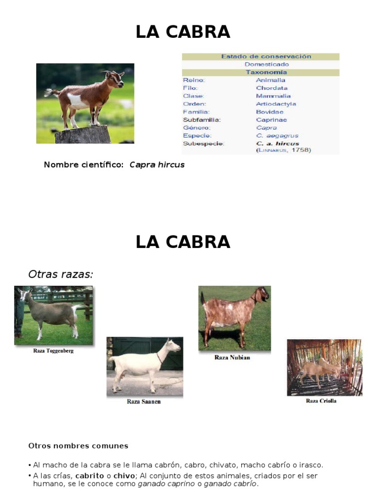 Análisis: Cabra Presenta el Documental Inspirado en la Canción de Víctor Manuel ‘solo Pienso en ti’ Sobre una Pareja de Promi