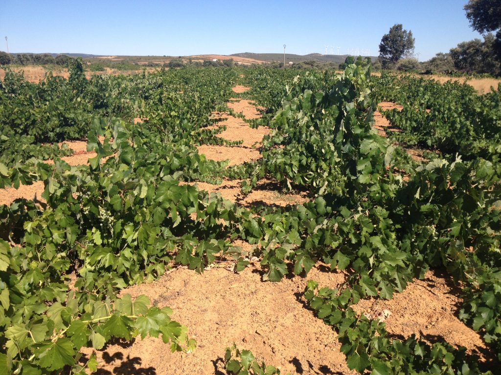 En desarrollo: los Vinos ‘sierra de la Culebra’ dan un Paso Clave Para su Futura Denominación de Origen