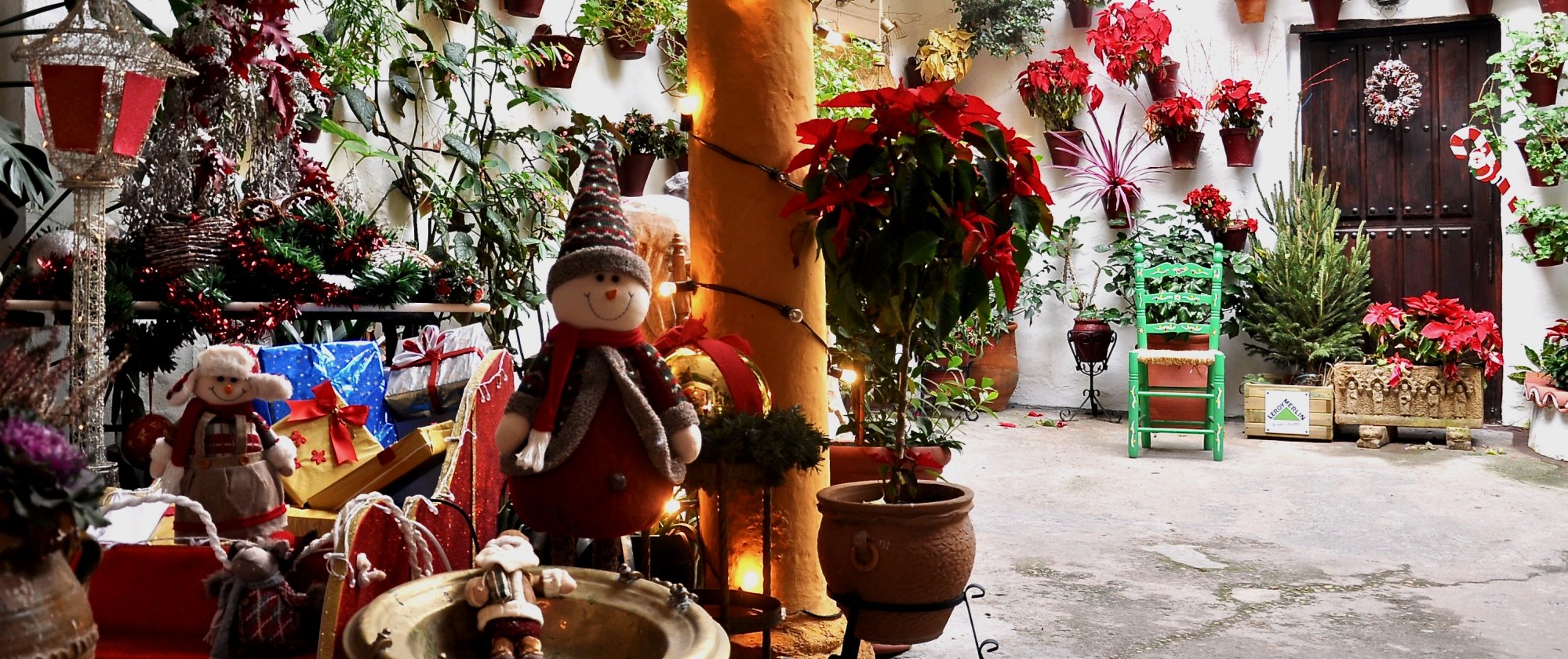 Actualidad: Navidad en los Patios: Cuando Brillan los Pascueros y se Siembran las Primeras Gitanillas