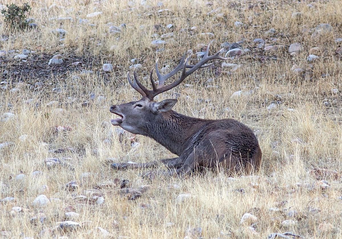 Actualidad: Agricultura Desoye a los Ganaderos y no Sacrificará los Cerdos de las Granjas Dentro del Perímetro del Brote de Peste Porcina Africana