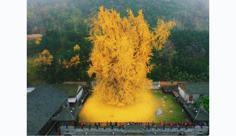 En desarrollo: Gingko Racing es el Nuevo Líder en Portals