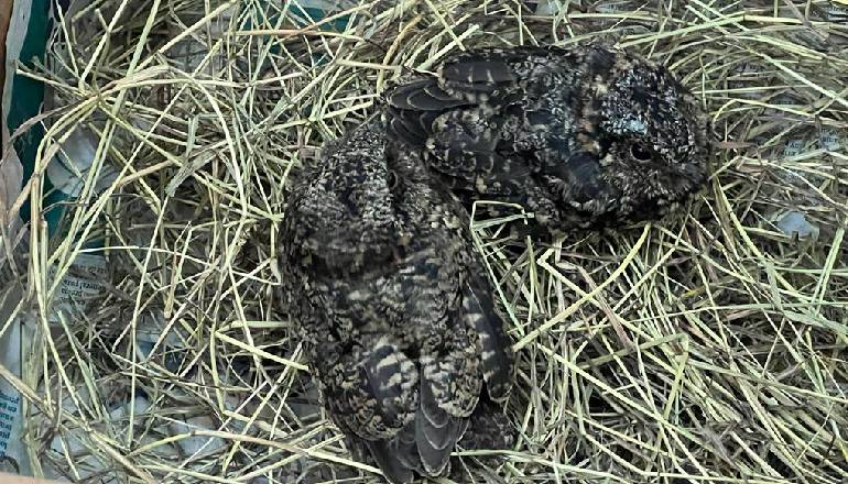 Canarias Cierra el Año con las únicas san Silvestres de Europa en «manga Corta»