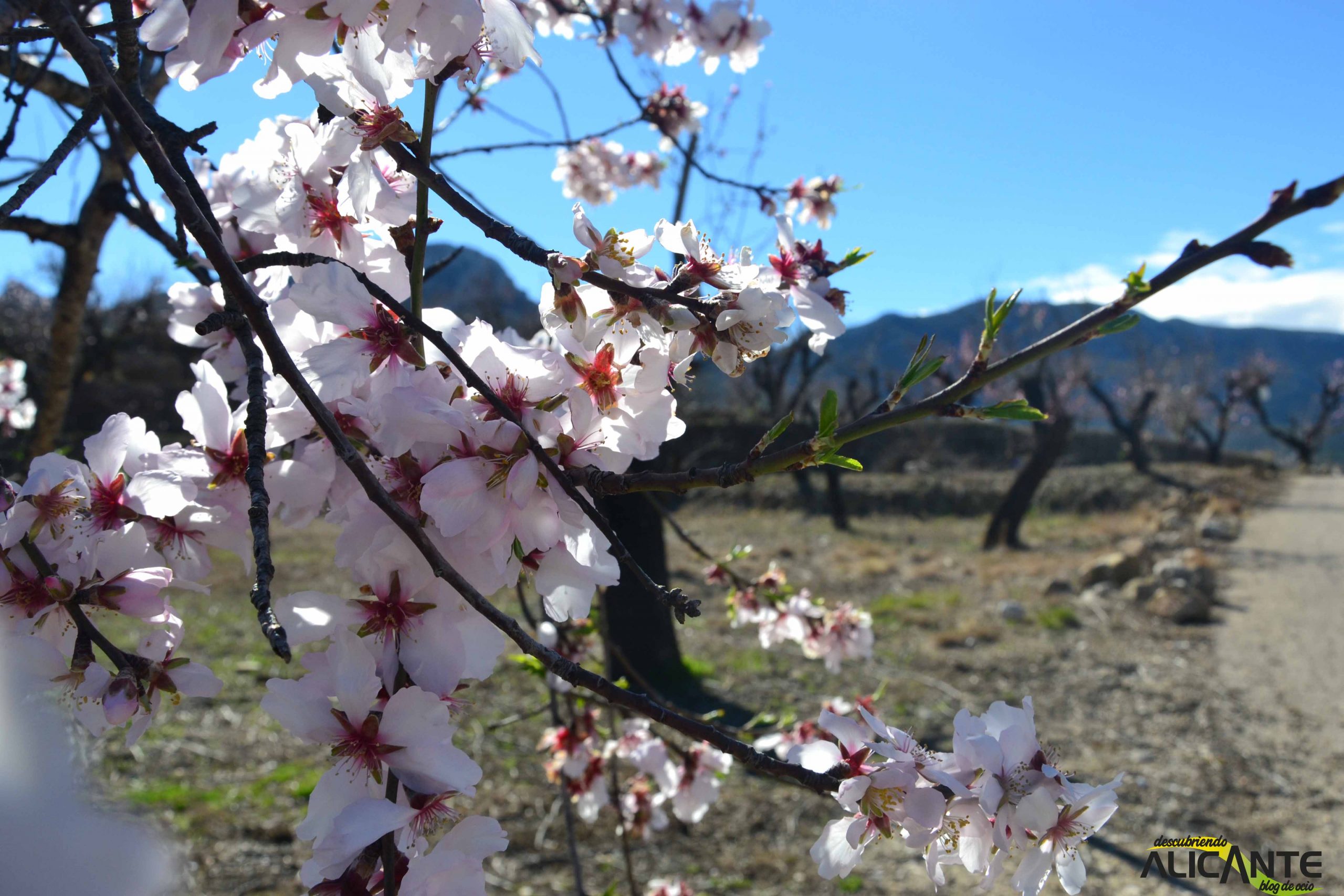 En desarrollo: la Ruta de los Almendros en Flor Más Impresionante de España se Adelanta a la Primavera