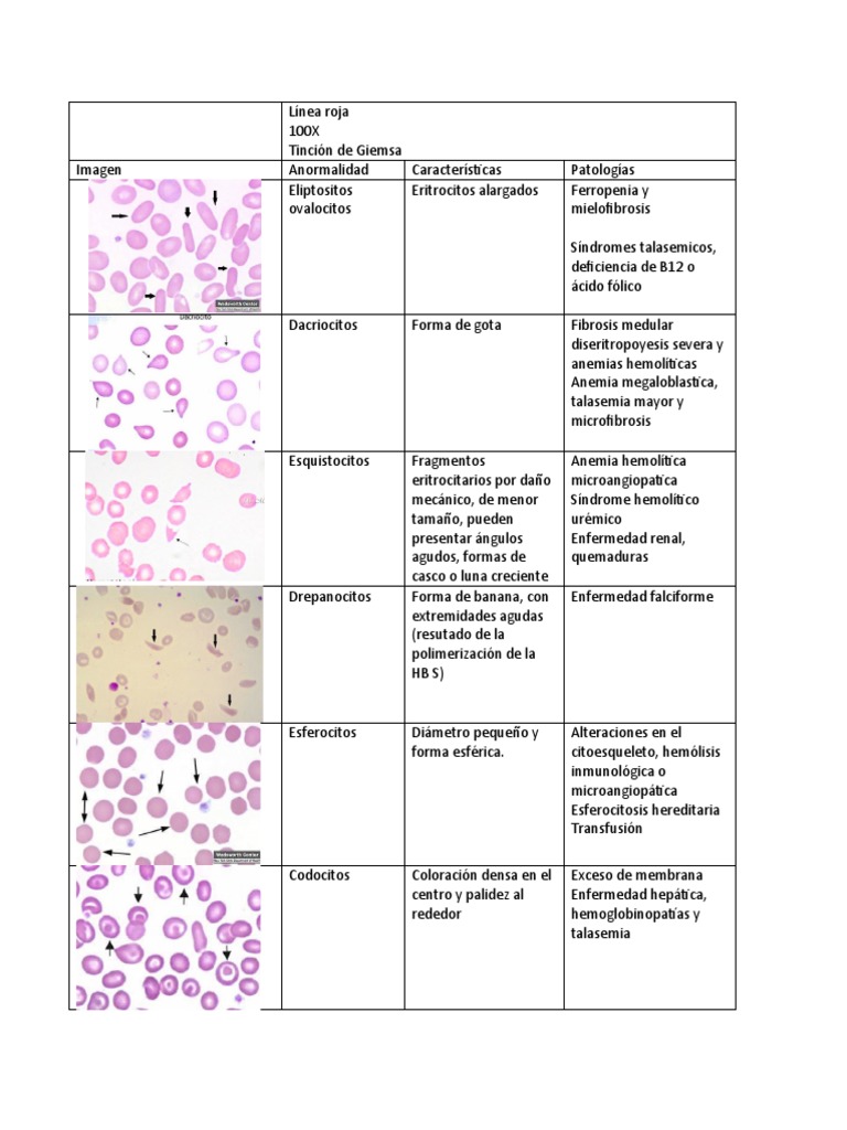 Análisis: el Desconocido uso de la Línea Roja de la Cámara Trasera del Coche: «no es Para Cuando te vas a Chocar con la Pared»