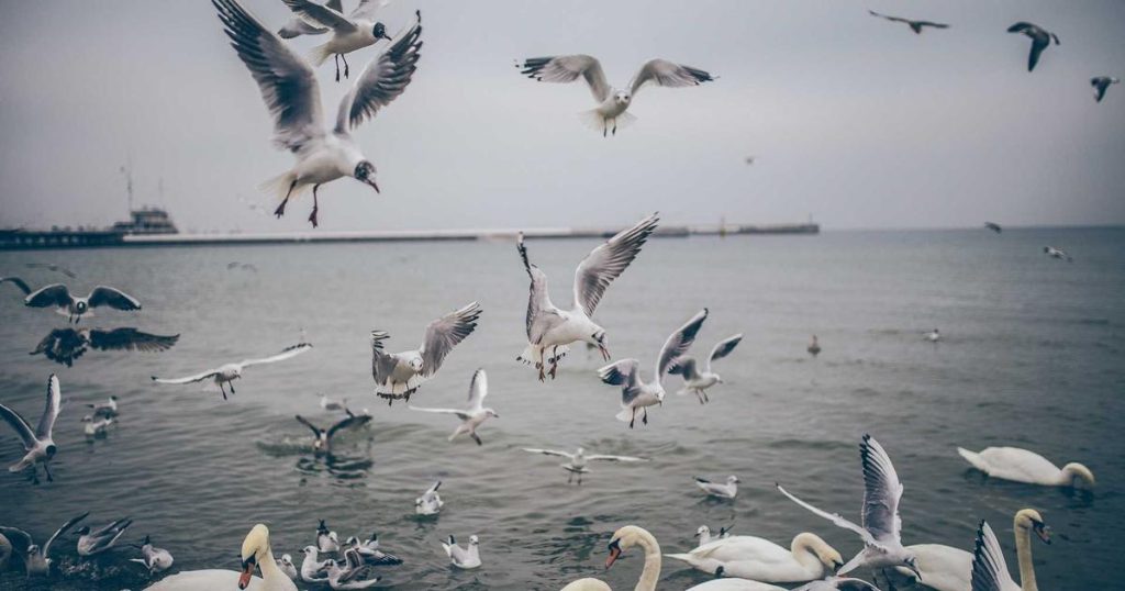 A Mariña mara comercio