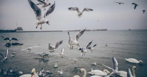 A Mariña mara comercio