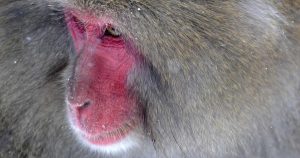 Economía pueden pymes