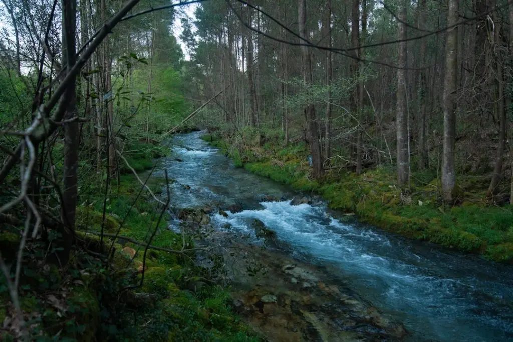 A river flows through a lush, green forest. – Foto de Natalia Gusakova en Unsplash