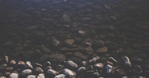 Cultura mejores genes