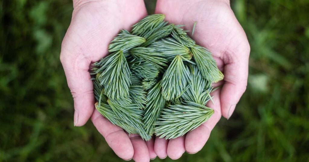 campus pontevedra estrena primer galicia