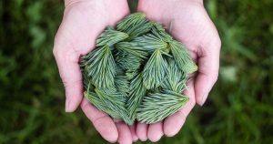 campus pontevedra estrena primer galicia