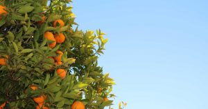 carrera avales inicia batalla