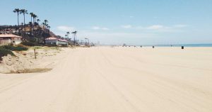 gatos domésticos grandes depredadores