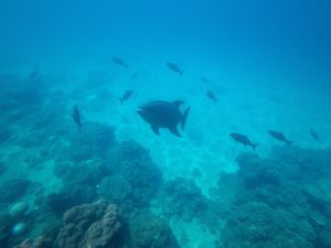 El Gobierno aprueba un decreto que protege las praderas submarinas del Mediterráneo y Canarias