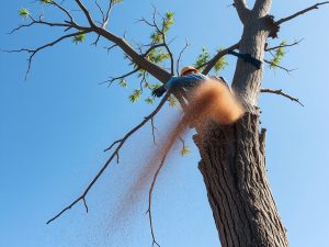 Un hombre muere en Valdoviño al caerle encima el árbol que talaba