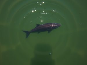 El pez globo se asoma a la ría de Pontevedra