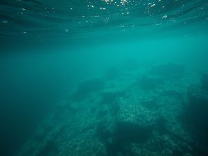 Nuevas señales de tropicalización de las Rías Baixas por la aparición de peces globo