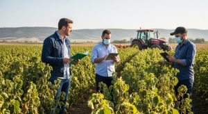 Murcia pide autorizar el Movento tras la plaga de pulgón que afecta a más de 6.000 hectáreas