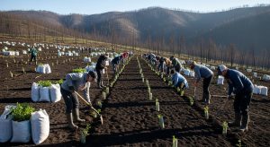 El voluntariado de ABANCA y Afundación planta 700 árboles en Quiroga para recuperar terreno arrasado por el incendio de