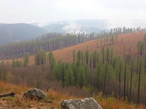 Organizada la reforestación de una zona de Quiroga afectada por el fuego
