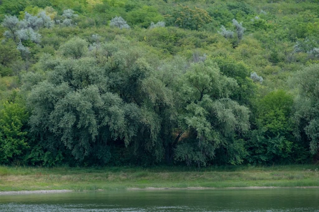 Green trees line the edge of a calm river. – Foto de Serghei Savchiuc en Unsplash