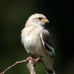 Nuevo foco de gripe aviar en aves silvestres en Rías Baixas