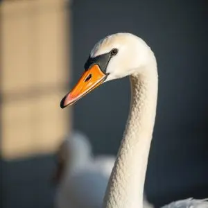 El Cisne Los Sauces potencia cantera para el primer equipo