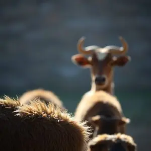 Análisis: Tauromaquia, Rito y Razón