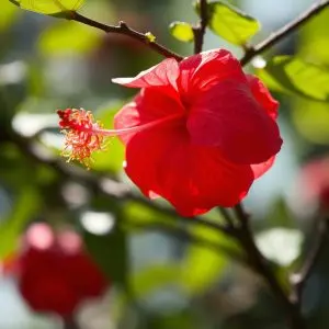 Análisis: Hibisco, el diurético natural más potente