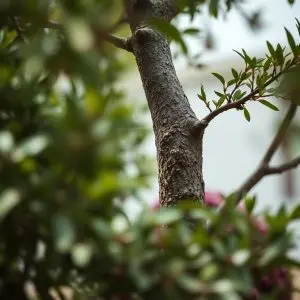 Muere un vecino de O Porriño al caerle encima el árbol que talaba