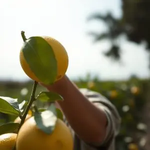 Otra recuperación de García 'Donde Madura el Limonero