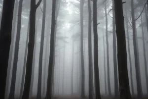 Bosque Encantado de Aldán: el precio de que un emblema siga en manos privadas