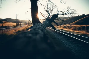 Un árbol caído detiene un tren con 30 viajeros en Ortigueira: un herido leve por